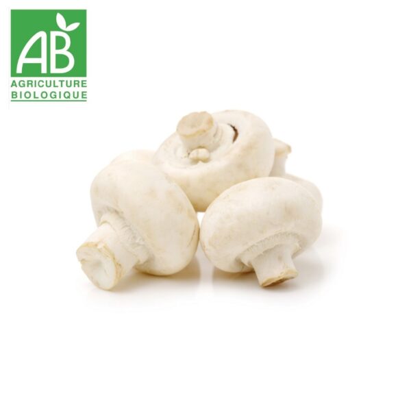 champignon blanc